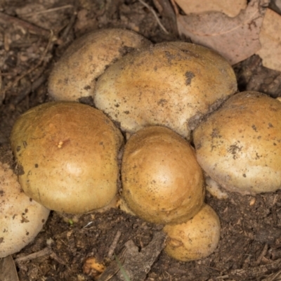 Unidentified Cap on a stem; gills below cap [mushrooms or mushroom-like] at MTR591 at Gundaroo - 1 May 2024 by AlisonMilton