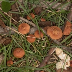 Unidentified Cap on a stem; gills below cap [mushrooms or mushroom-like] at Gundaroo, NSW - 1 May 2024 by AlisonMilton