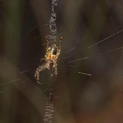 Plebs eburnus (Eastern bush orb-weaver) at Gundaroo, NSW - 1 May 2024 by AlisonMilton