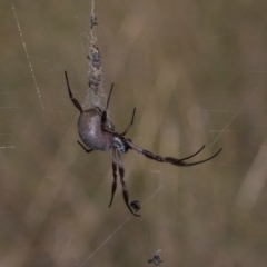 Trichonephila edulis (Golden orb weaver) at MTR591 at Gundaroo - 1 May 2024 by AlisonMilton