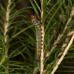 Pterygophorinae (subfamily) (Sawfly) at Scullin, ACT - 29 Apr 2024 by AlisonMilton