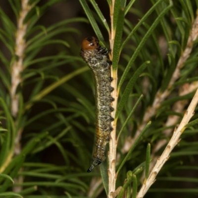 Pterygophorinae (subfamily) (Sawfly) at Scullin, ACT - 29 Apr 2024 by AlisonMilton