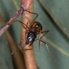 Camponotus consobrinus (Banded sugar ant) at Scullin, ACT - 29 Apr 2024 by AlisonMilton