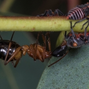 Camponotus consobrinus at Scullin, ACT - 29 Apr 2024 03:03 PM