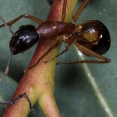 Camponotus consobrinus at Scullin, ACT - 29 Apr 2024