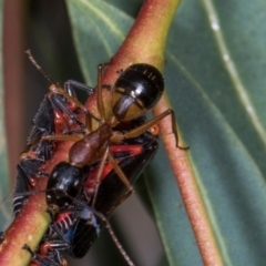 Camponotus consobrinus at Scullin, ACT - 29 Apr 2024 03:03 PM