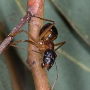 Camponotus consobrinus at Scullin, ACT - 29 Apr 2024