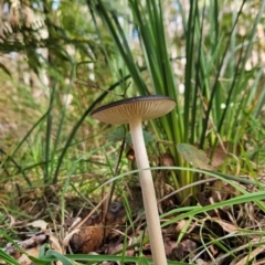 Oudemansiella 'radicata group' (Rooting shank) at Lower Cotter Catchment - 3 May 2024 by BethanyDunne