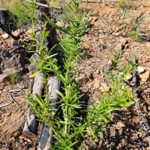 Solanum vescum at Lower Cotter Catchment - 3 May 2024