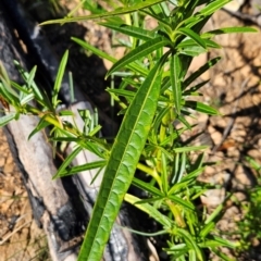 Solanum vescum at Lower Cotter Catchment - 3 May 2024