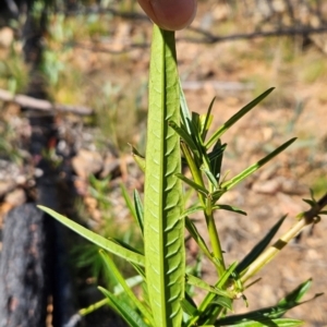 Solanum vescum at Lower Cotter Catchment - 3 May 2024