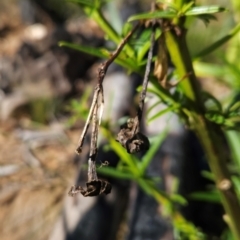 Solanum vescum at Lower Cotter Catchment - 3 May 2024