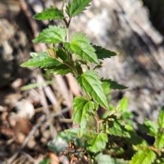 Veronica grosseserrata (A Speedwell) at Lower Cotter Catchment - 3 May 2024 by BethanyDunne