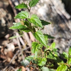 Veronica grosseserrata at Lower Cotter Catchment - 3 May 2024