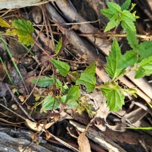 Veronica grosseserrata at Lower Cotter Catchment - 3 May 2024