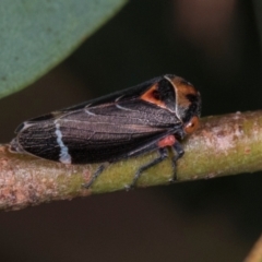 Eurymeloides lineata (Lined gumtree hopper) at Scullin, ACT - 29 Apr 2024 by AlisonMilton