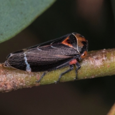 Eurymeloides lineata (Lined gumtree hopper) at Scullin, ACT - 29 Apr 2024 by AlisonMilton