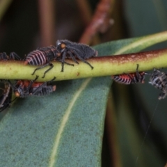 Eurymeloides lineata at Scullin, ACT - 29 Apr 2024