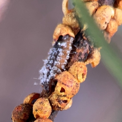 Coccinellidae (family) (Unidentified lady beetle) at Russell, ACT - 2 May 2024 by Hejor1