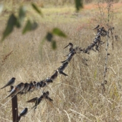 Hirundo neoxena (Welcome Swallow) at MCQ150: McQuoids Creek Large Dam - 3 May 2024 by HelenCross