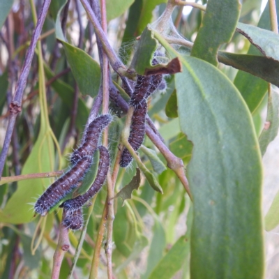 Delias harpalyce (Imperial Jezebel) at Kambah, ACT - 3 May 2024 by HelenCross