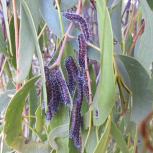 Delias harpalyce at Lions Youth Haven - Westwood Farm A.C.T. - 3 May 2024 02:44 PM