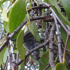 Delias harpalyce at Lions Youth Haven - Westwood Farm A.C.T. - 3 May 2024 02:44 PM