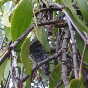 Delias harpalyce at Lions Youth Haven - Westwood Farm A.C.T. - 3 May 2024 02:44 PM