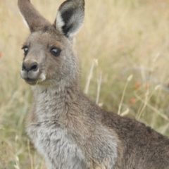 Macropus giganteus (Eastern Grey Kangaroo) at Lions Youth Haven - Westwood Farm A.C.T. - 3 May 2024 by HelenCross