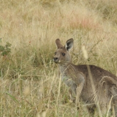 Macropus giganteus at Lions Youth Haven - Westwood Farm A.C.T. - 3 May 2024