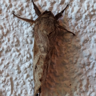 Oxycanus dirempta (Variable Oxycanus) by AniseStar