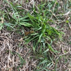 Vespula germanica at Sullivans Creek, Acton - 28 Apr 2024