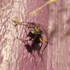 Polyrhachis femorata (A spiny ant) at QPRC LGA by Csteele4