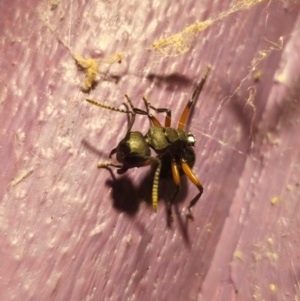 Polyrhachis femorata at suppressed - 3 May 2024