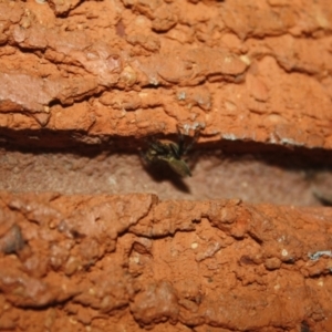 Maratus griseus at QPRC LGA - 13 Apr 2024