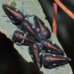 Eurymela distincta (Gumtree leafhopper) at National Arboretum Forests - 3 May 2024 by TimL