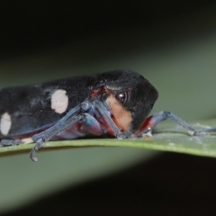 Eurymela distincta at National Arboretum Forests - 3 May 2024