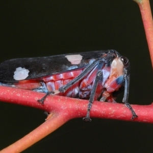 Eurymela distincta at National Arboretum Forests - 3 May 2024