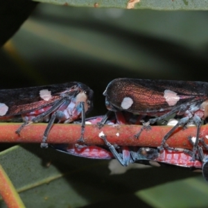 Eurymela distincta at National Arboretum Forests - 3 May 2024