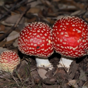 Amanita muscaria at National Arboretum Forests - 3 May 2024