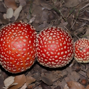 Amanita muscaria at National Arboretum Forests - 3 May 2024