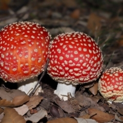 Amanita muscaria at National Arboretum Forests - 3 May 2024