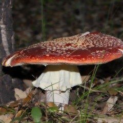 Amanita muscaria at National Arboretum Forests - 3 May 2024