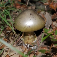 Amanita phalloides (Death Cap) at National Arboretum Forests - 3 May 2024 by TimL