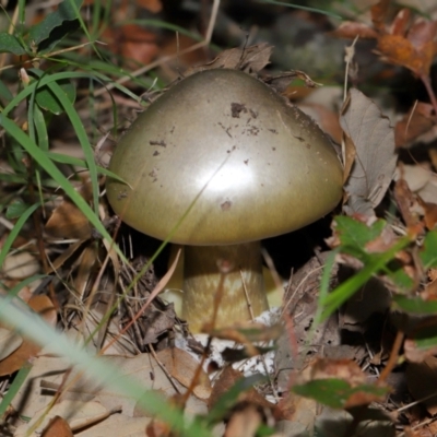Amanita phalloides (Death Cap) at National Arboretum Forests by TimL