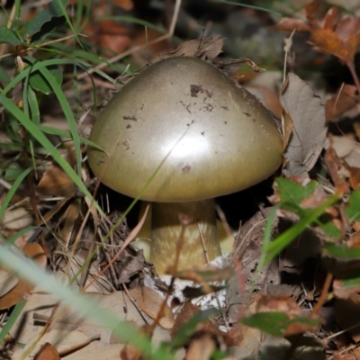 Amanita phalloides (Death Cap) at Yarralumla, ACT - 3 May 2024 by TimL