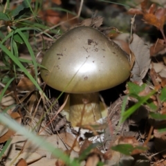 Unidentified Cap on a stem; gills below cap [mushrooms or mushroom-like] at Yarralumla, ACT - 3 May 2024 by TimL