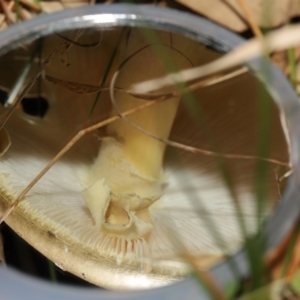 Amanita phalloides at National Arboretum Forests - 3 May 2024