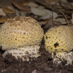 Amanita sp. (Amanita sp.) at Yarralumla, ACT - 3 May 2024 by TimL