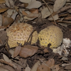 Amanita sp. at National Arboretum Forests - 3 May 2024